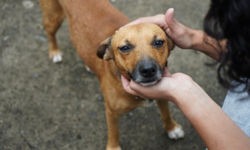 Castramóvel Volta Redonda inicia atendimento em animais do bairro Belmonte